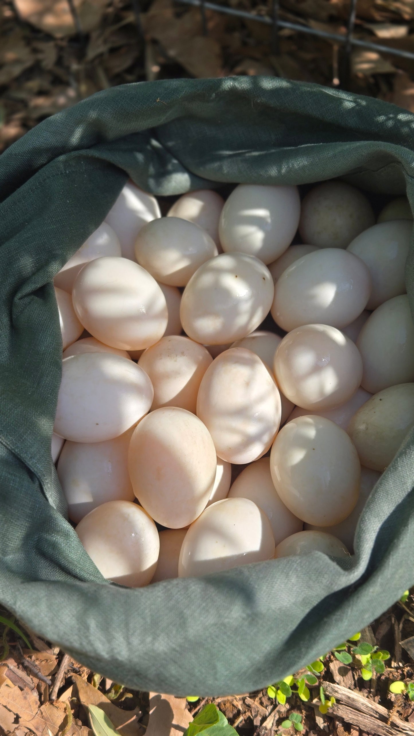 Organic, Pasture-Raised Duck Eggs