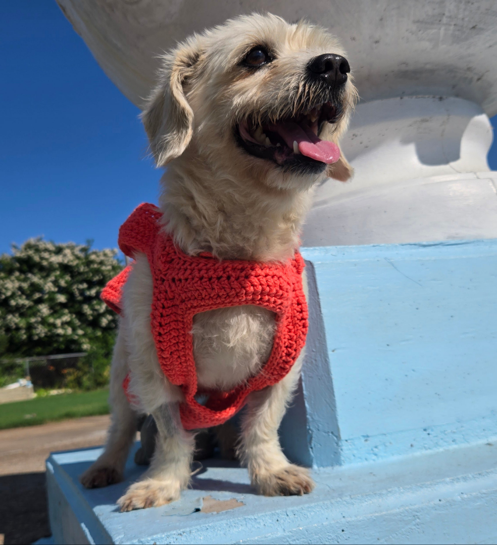 Fur Squared Dog Sweater